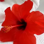 Palmiyem *