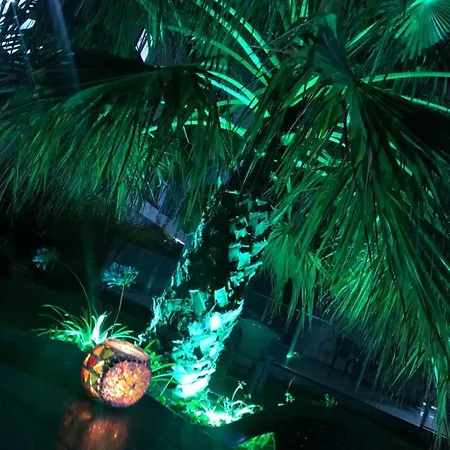 Palmiyem ספריהיסאר