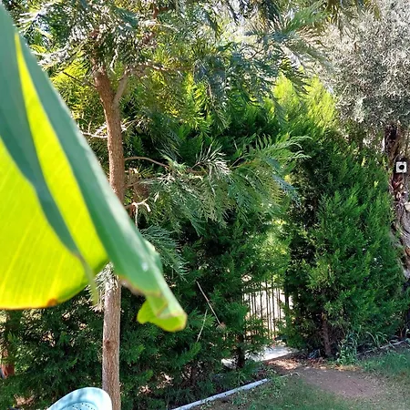 Palmiyem * ספריהיסאר