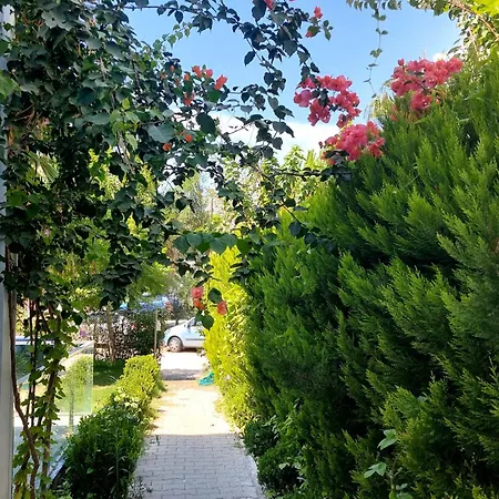 Palmiyem