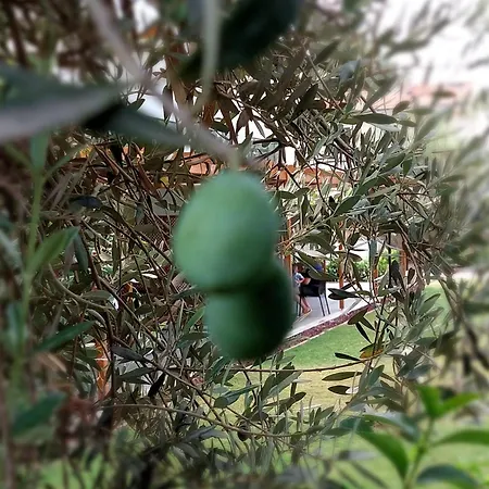 Palmiyem Apart-hotel